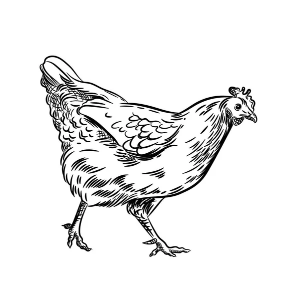 Διανυσματική εικόνα μιας κότας. Αγροτική απεικόνιση. Οικόσιτο πουλί. — Διανυσματικό Αρχείο