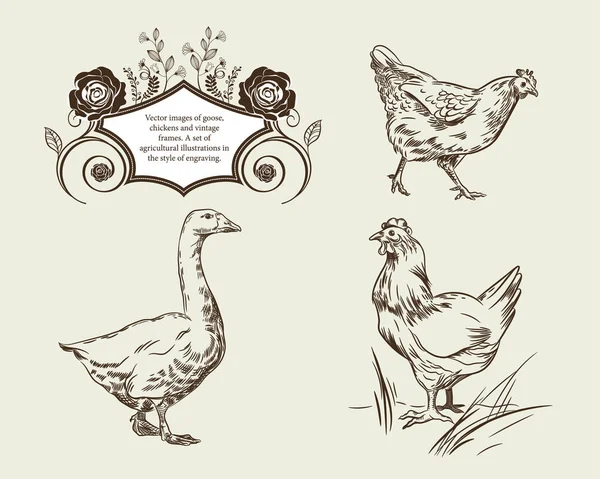 Vector images of goose, chickens and vintage frames. — Stock Vector