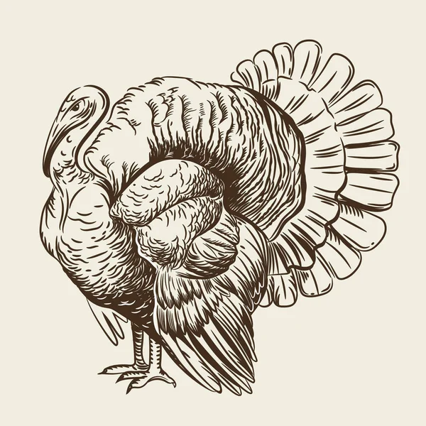 Vector image of a turkey. Domestic bird. — Stock Vector