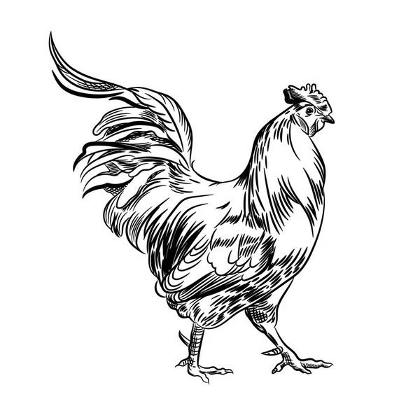 Διανυσματική εικόνα ενός κόκορα. Αγροτική απεικόνιση. Οικόσιτο πουλί. — Διανυσματικό Αρχείο