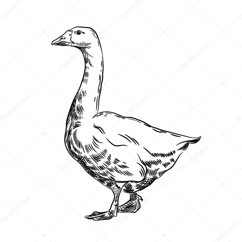 Vector image of a goose. Agricultural illustration. Domestic bird.