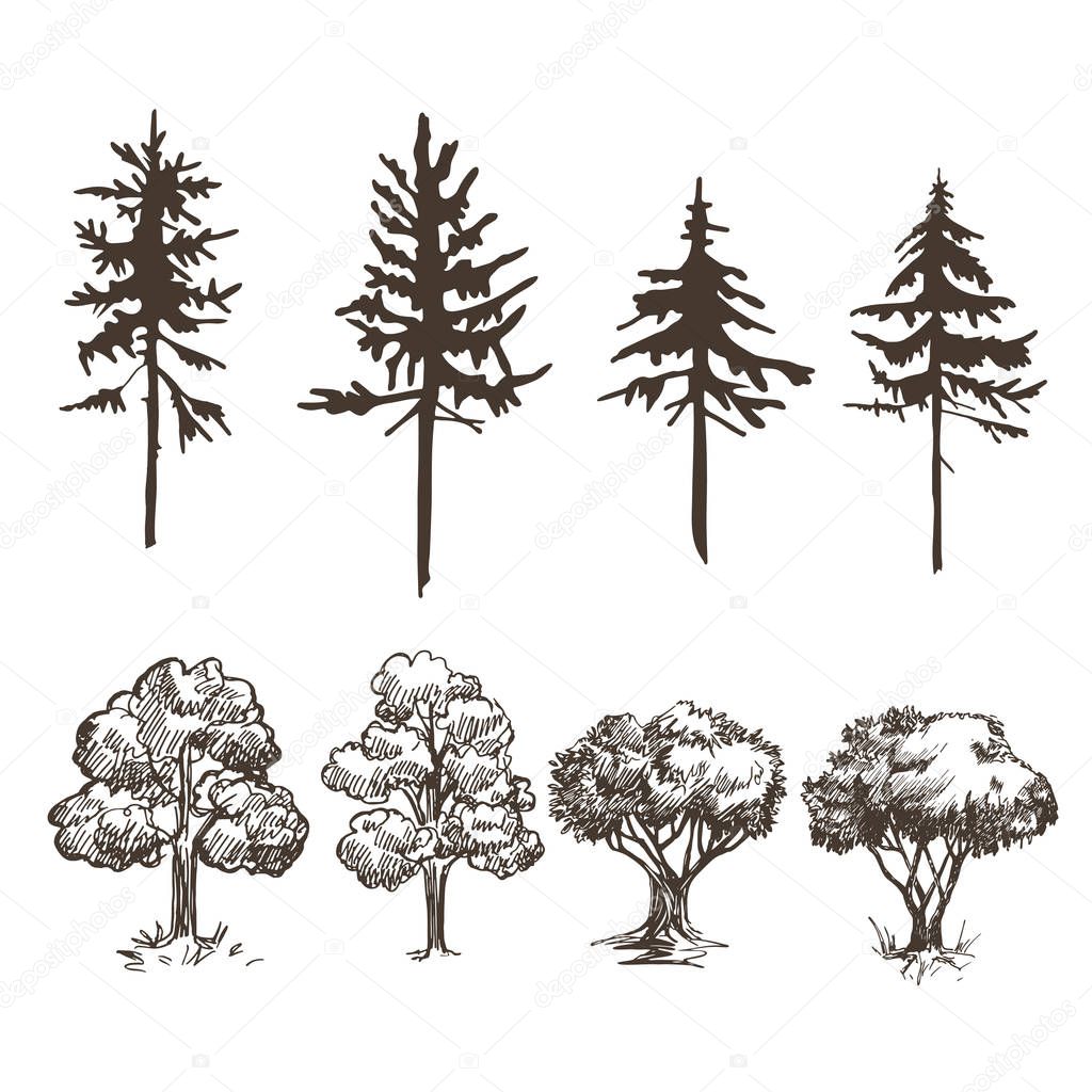 A set of images of various trees. Deciduous and coniferous. Sketches and silhouettes.