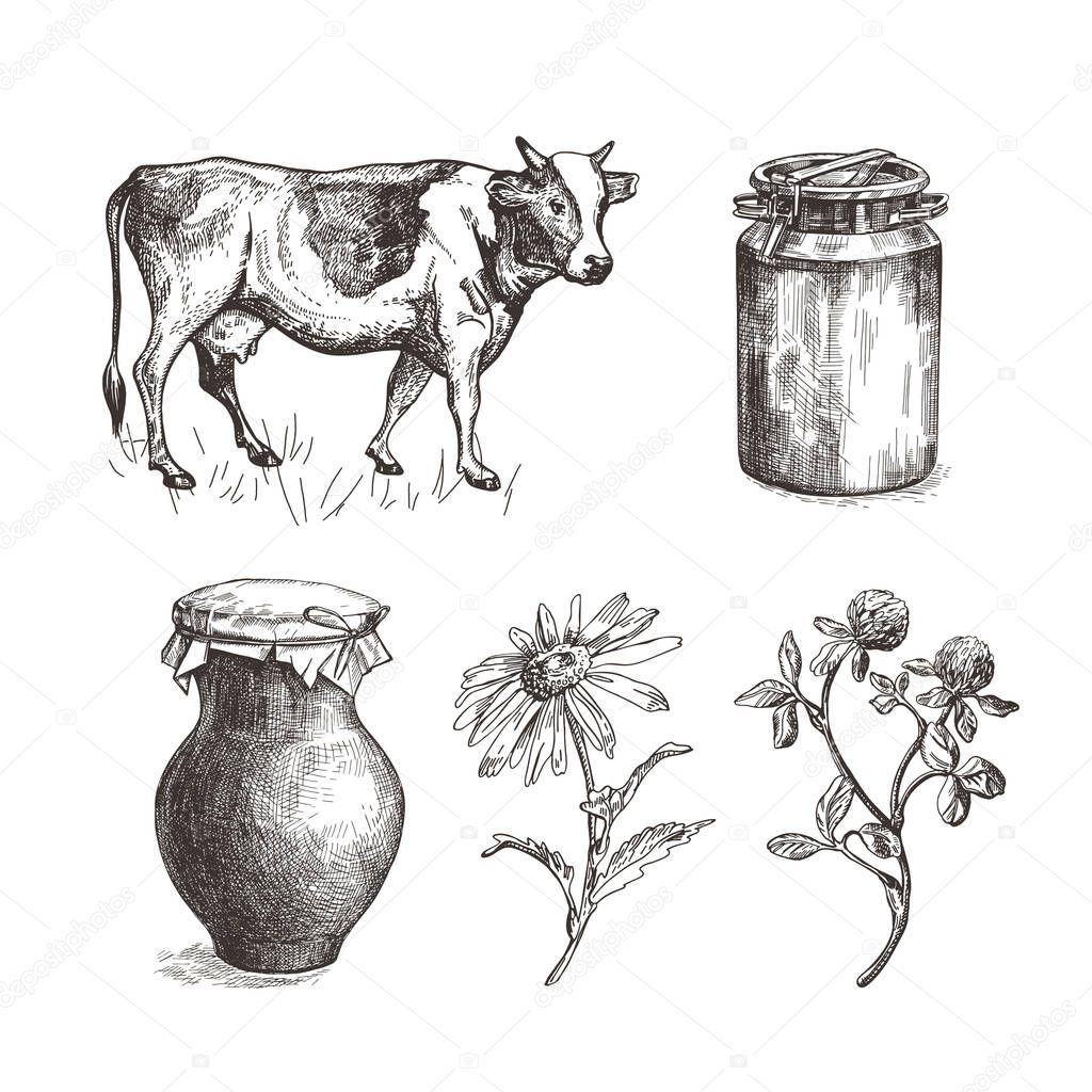 Cow, milk can, earthenware jug and wildflowers. Set of sketch illustrations.