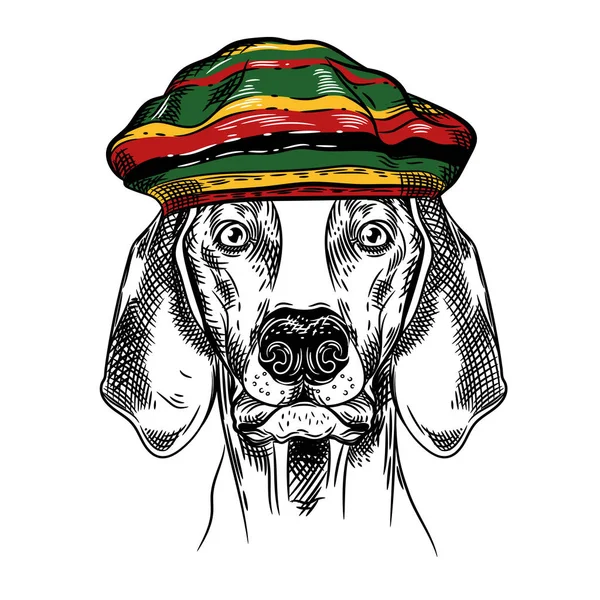 Vektorbild eines Hundes mit rastafarischem Hut. T-Shirt-Design — Stockvektor