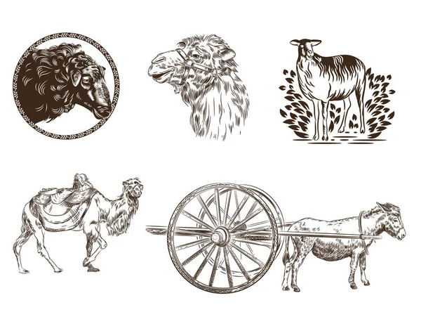 Bilder Von Tieren Kamel Esel Schafe Grafiken Zur Viehzucht — Stockvektor