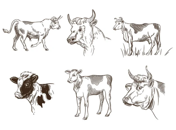 Conjunto Imágenes Animales Vacas Toros Terneros Dibujos Gráficos Del Ganado — Vector de stock