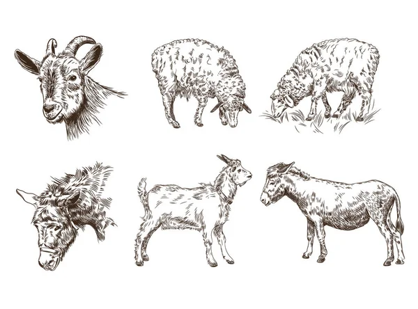 Conjunto Imágenes Animales Granja Ovejas Cabras Burros Dibujos Gráficos Del — Vector de stock