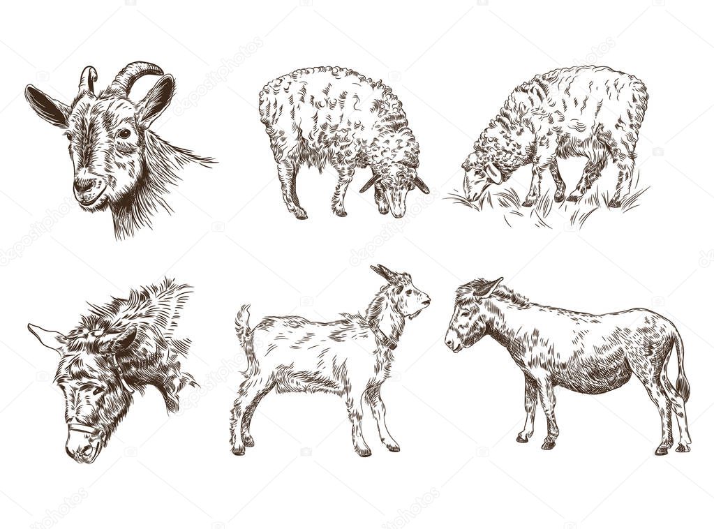 Set of images of farm animals. Sheep, goat, donkey. Livestock Sketch graphics