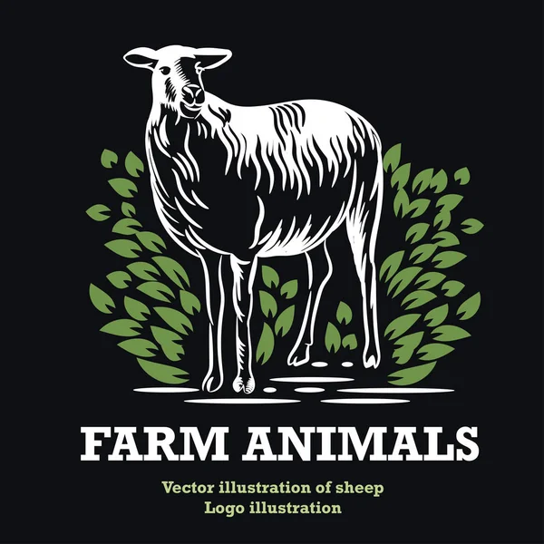 Koyun vektör illüstrasyon. Tarımsal amblem.