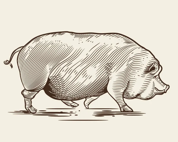 Cerdo al estilo de un grabado . — Vector de stock