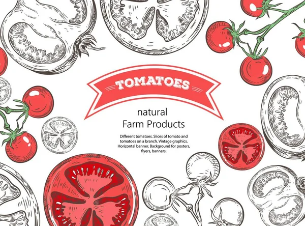 Verschiedene Tomaten. Tomatenscheiben und Tomaten auf einem Zweig. Vintage-Grafik. horizontales Banner. — Stockvektor