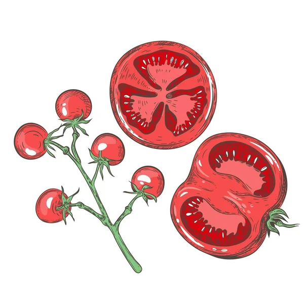 Uma fatia de tomate. Desenho vintage. Gravura. Desenho gráfico . — Vetor de Stock