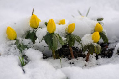 Kış bilinen (kar çiçeği) Scania, İsveç'te karda