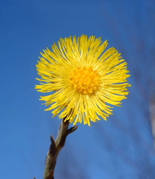 Bir çiçek Coltsfoot (Tussilago Farfara) mavi gökyüzü Ystad, Scania, İsveç