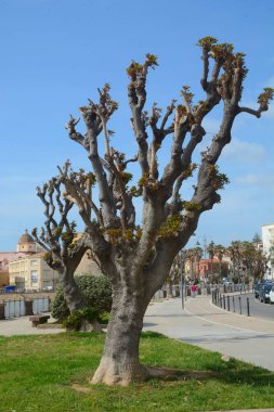 Platan ağaç Promenade Alghero'da, Sardunya, İtalya