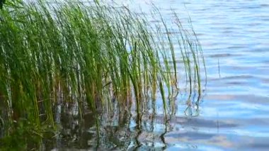 Göl Snogeholm Scania, İsveç, 19 Temmuz 2018 yılında reed, küçük dalgalar