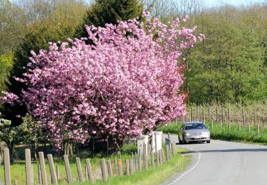 Kırmızı çiçeği ağaç ve bir arabaya Kivik, Scania, İsveç