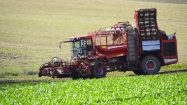 Ruuthsbo, Scania, İsveç 'te hasat makinesiyle şeker pancarı hasadı.