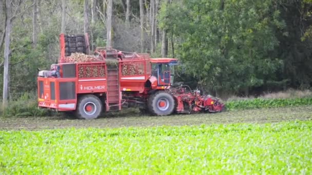 Sugar Beet Harvest Harvesting Machine Ruuthsbo Scania Sweden — Stock Video