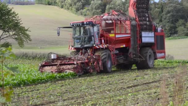 Colheita Beterraba Sacarina Com Máquina Colheita Ruuthsbo Scania Suécia — Vídeo de Stock