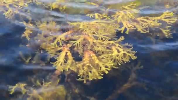 Algues Vagues Sur Grande Ceinture Mer Baltique Nyborg Danemark — Video