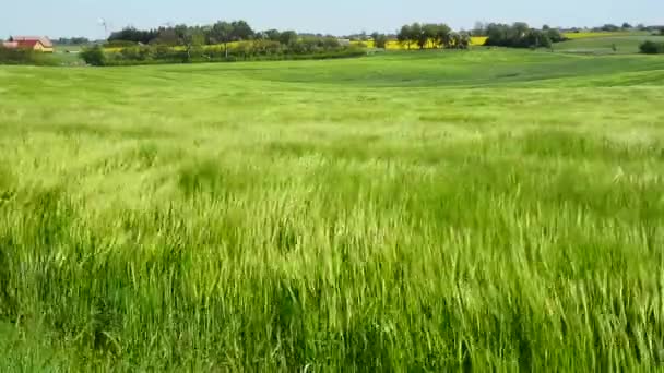 瑞典斯堪尼亚的一种绿色作物中的风 — 图库视频影像