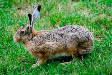 Avrupa Tavşanı (Lepus europaeus) Ystad, İskandinavya, İskandinavya 'da bir çayırda oturmaktadır.