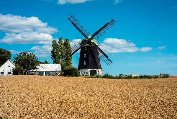 Hagestad, Ystad, İskandinavya ve İskandinavya 'daki buğday tarlasında eski bir rüzgar değirmeni.