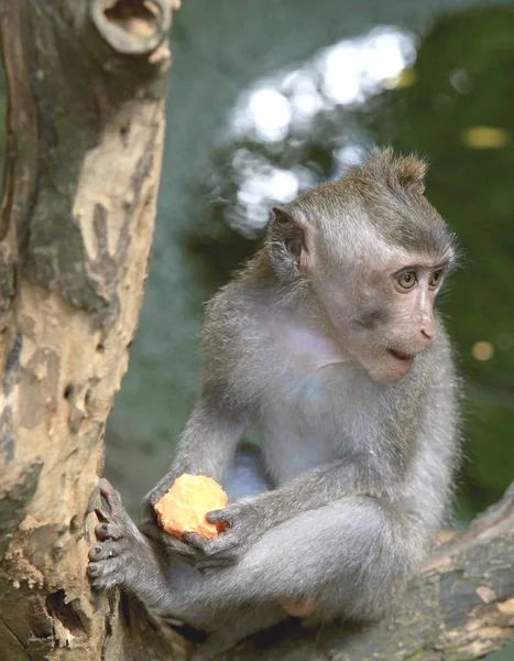 Monkey Äta Frukt Monkey Forest Ubud Bali Indonesien — Stockfoto
