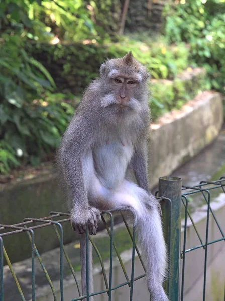 Eenzame Vergadering Aap Bali Eiland Indonesië Heilig Monkey Forest Ubud — Stockfoto