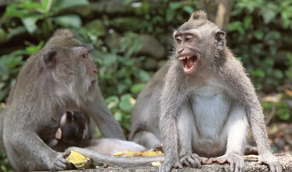 Opičí Rodina Indonésii Ostrově Bali — Stock fotografie