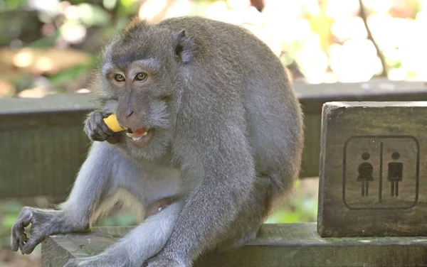 Mono Comiendo Fruta Bosque Monos Ubud Bali Indonesia —  Fotos de Stock