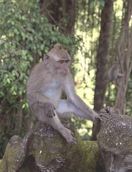 Singe Assis Seul Île Bali Indonésie Forêt Singes Sacrés Ubud — Photo