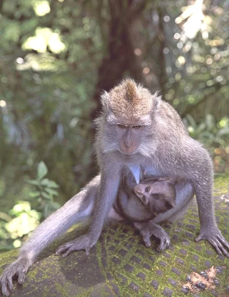 Ubud, Bali Adası, Endonezya maymun ormanındaki bir bebek tutan maymun anne