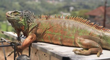 iguana bir ev Hayvanat Bahçesi Bali, Endonezya