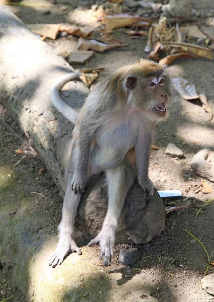 Osaměle Sedící Opice Ostrov Bali Indonésie Sacred Monkey Forest Ubudu — Stock fotografie
