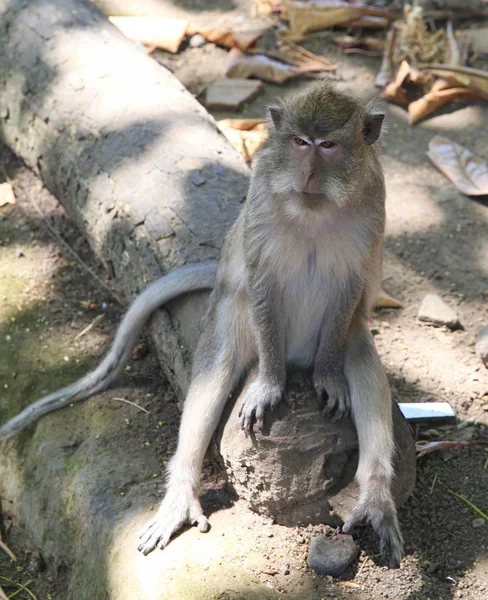 Ensamma Sittande Apa Bali Indonesien Heliga Monkey Forest Ubud — Stockfoto