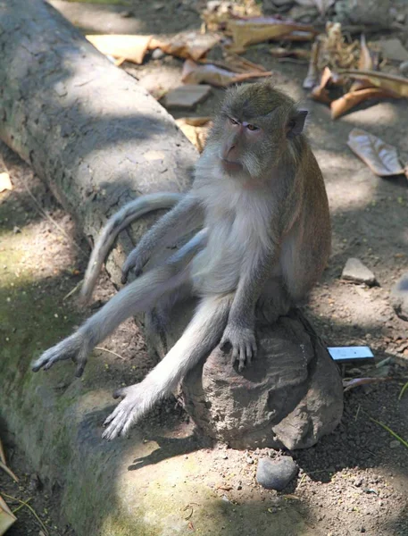 Osaměle Sedící Opice Ostrov Bali Indonésie Sacred Monkey Forest Ubudu — Stock fotografie