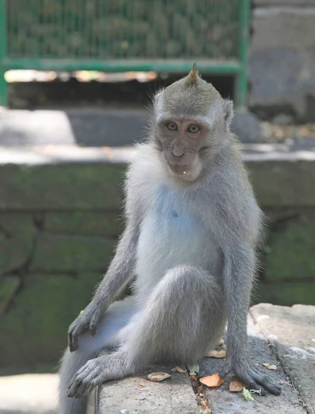 Eenzame Vergadering Aap Bali Eiland Indonesië Heilig Monkey Forest Ubud — Stockfoto