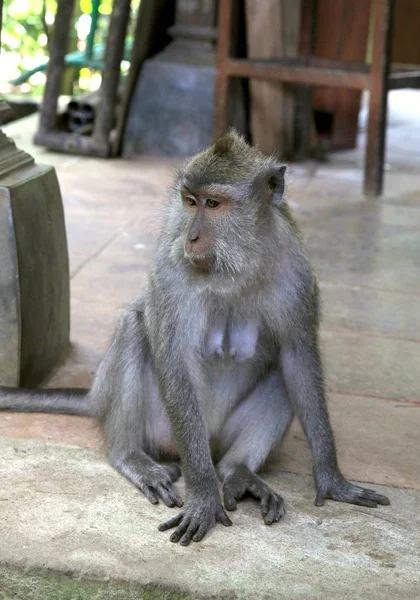 Lonely Sitting Monkey Bali Island Indonesia Sacred Monkey Forest Ubud — Stock Photo, Image