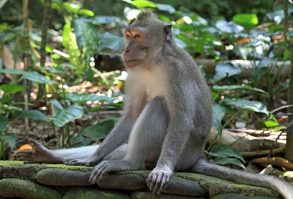 Einsam Sitzender Affe Bali Island Indonesien Heiliger Affenwald Ubud — Stockfoto