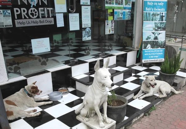 Dos Perros Grandes Porche Una Tienda Cerca Estatua Perro Blanco — Foto de Stock