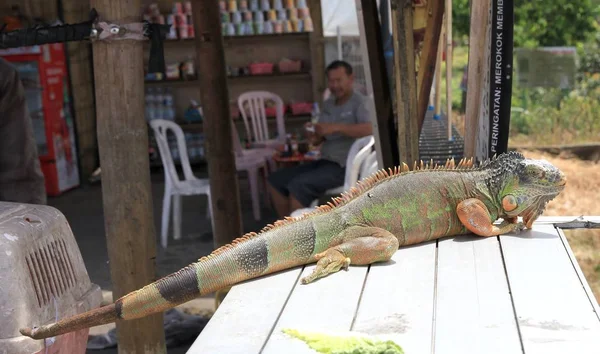 Iguana Domácí Zoo Bali Indonésie — Stock fotografie