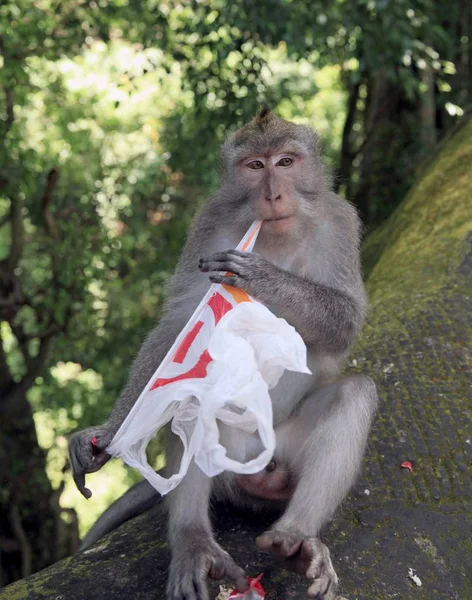 猿が観光客によってスローされたビニール袋を離れて引き裂きます モンキー フォレスト ウブド インドネシア ストック写真