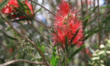Callistemon (Latince Callistemon) - yaprak dökmeyen çalılar cins veya Myrtaceae, Avustralya ve Endonezya büyüyen ailesinin küçük ağaçlar