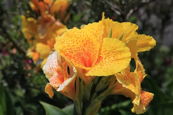 Cannes Fiori Zenzero Piante Erbacee Perenni Con Rizomi Ramificati Grandi — Foto Stock