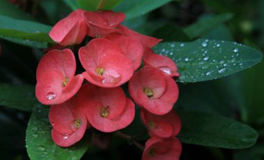 Funda Atatürk - kaktüs, şifalı bitki, bir akrabası kırmızı çiçekler genellikle kapalı koşullar altında büyüdü. Bali, Endonezya