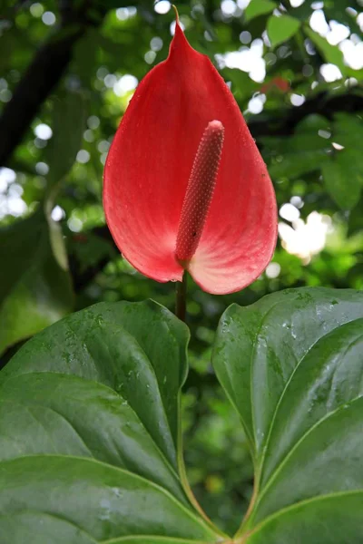 Květ Anturie Rod Jehličnanů Čeledi Aroid Nebo Araceae Název Rodu — Stock fotografie