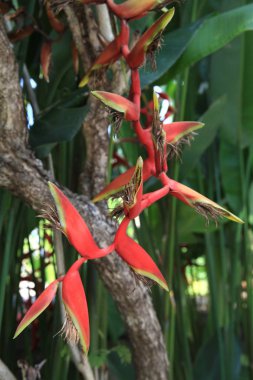 Heliconia bitki bir Heliconiaceae (Heliconiaceae), monotypic ailesinin Otsu bitkiler Imberaceae sırasına göre (Zingiberales dahil edildiği cinsidir).