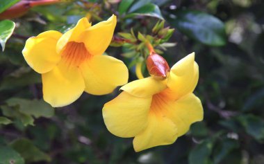 İki sarı çiçekler yakın çekim